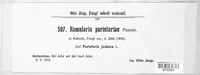 Ramularia parietariae image